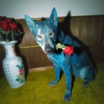 Blanco - L'isola delle rose