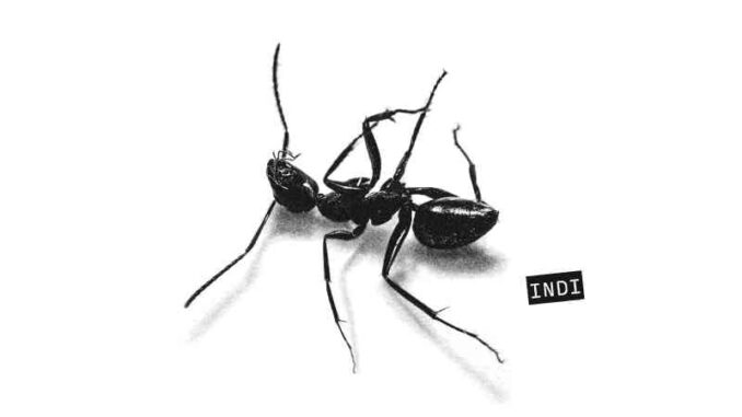 Gazzelle - Da capo a 12 (ISRC IT8U12500005)