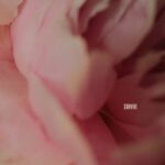 Lewis Capaldi - Survive