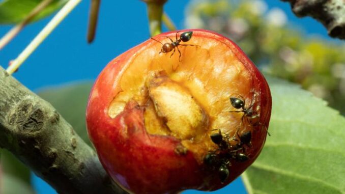 Mecna - Se finisse l'amore